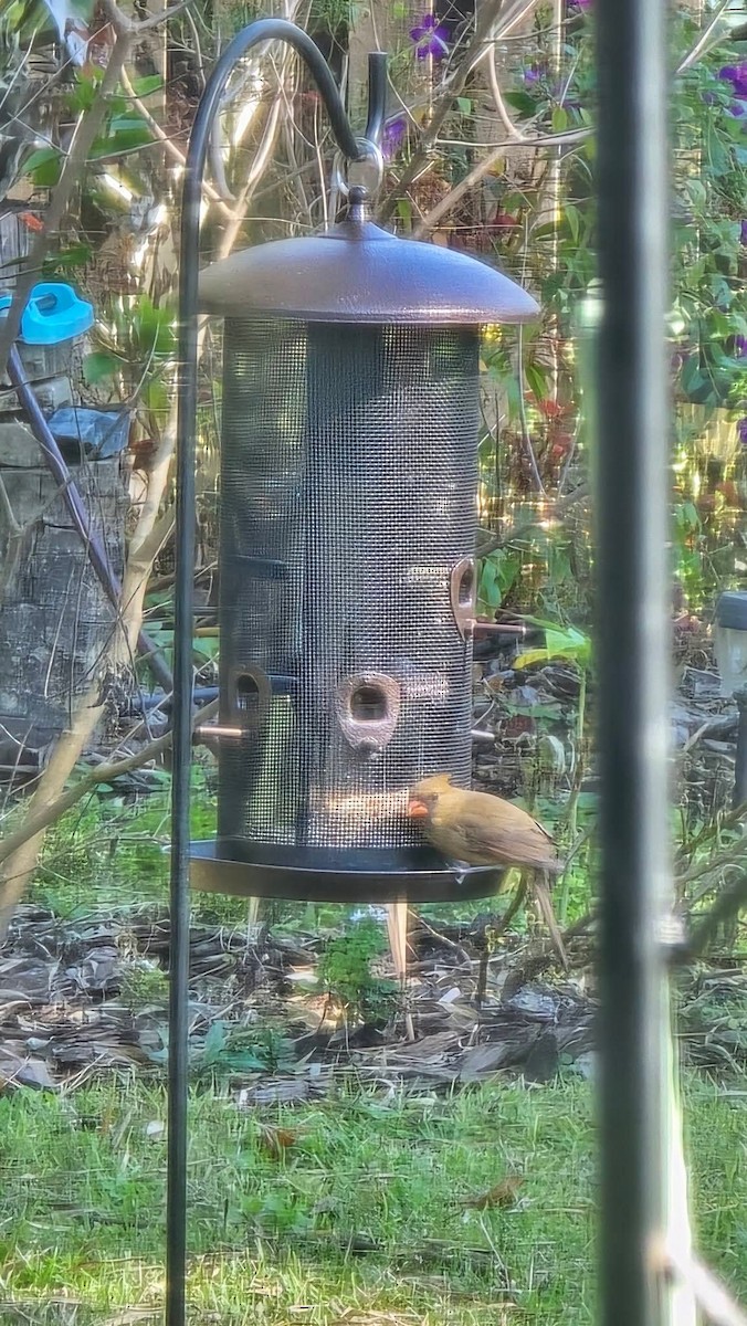 Красный кардинал - ML645571945