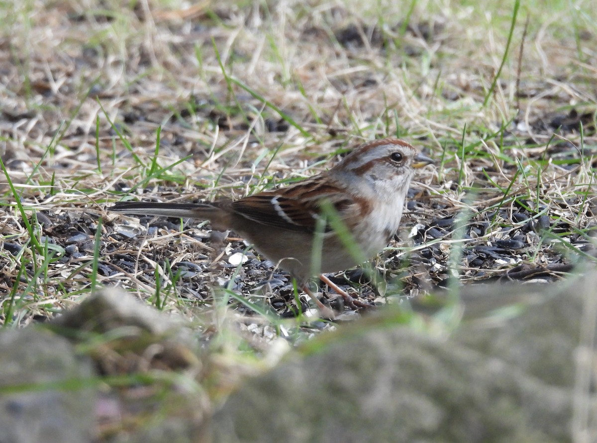American Tree Sparrow - ML645571951