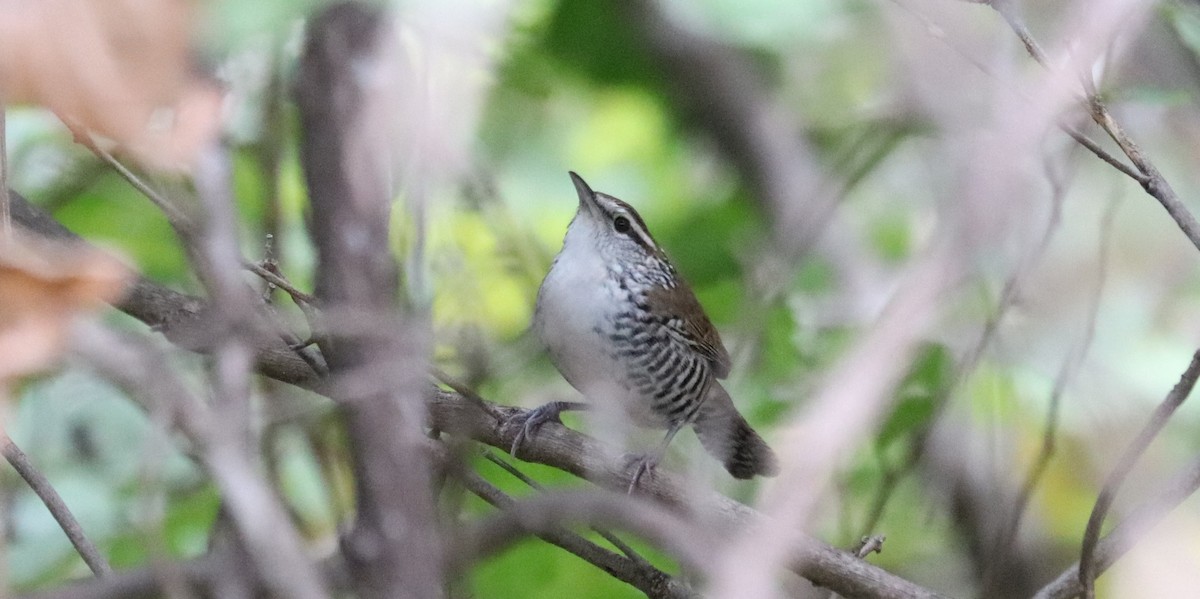 Banded Wren - ML645571954