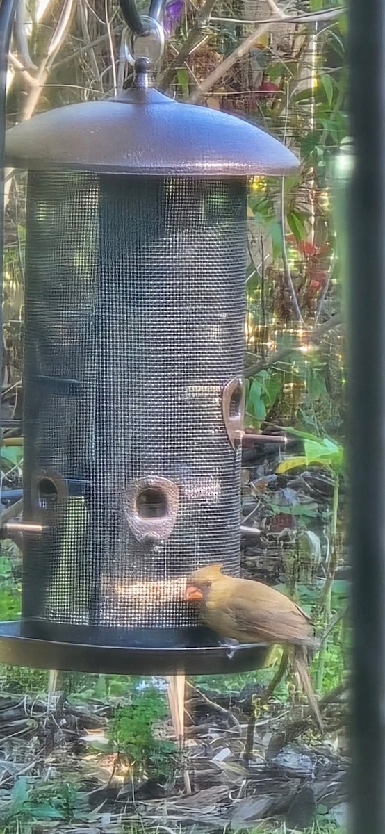 Красный кардинал - ML645571958