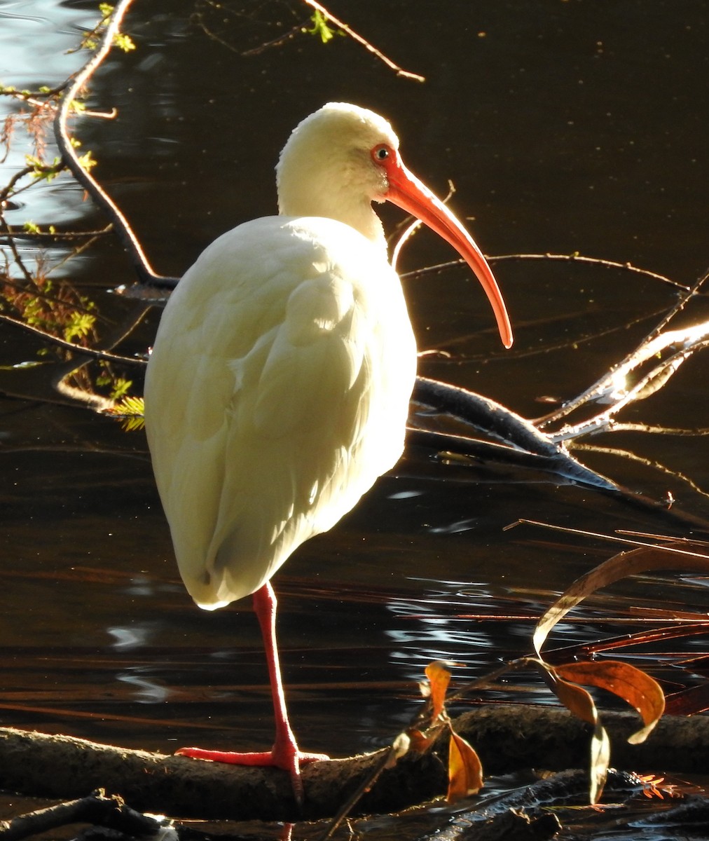 White Ibis - ML645571959