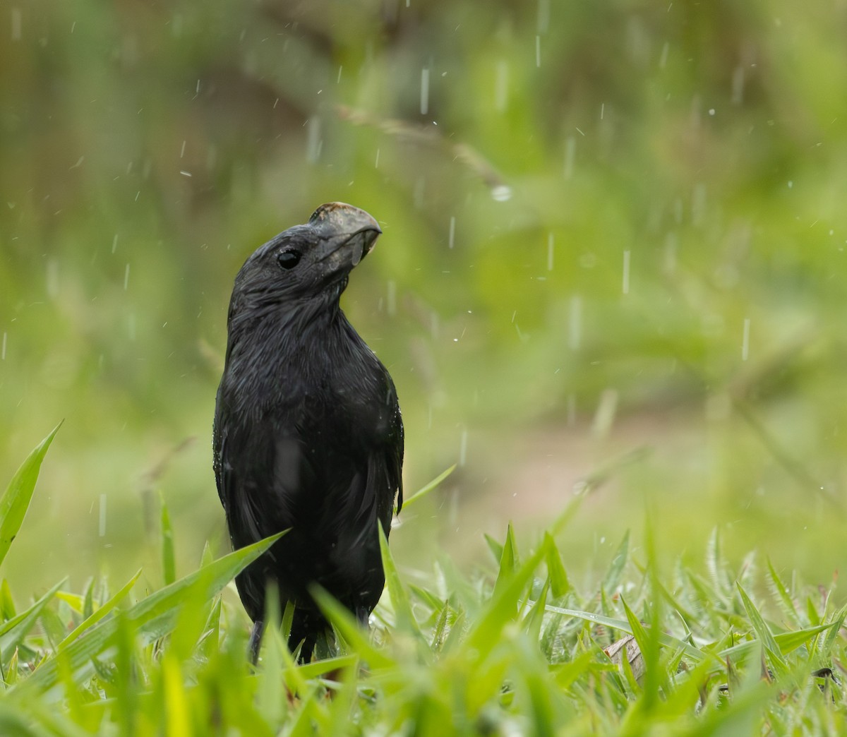 Ані товстодзьобий - ML645571961