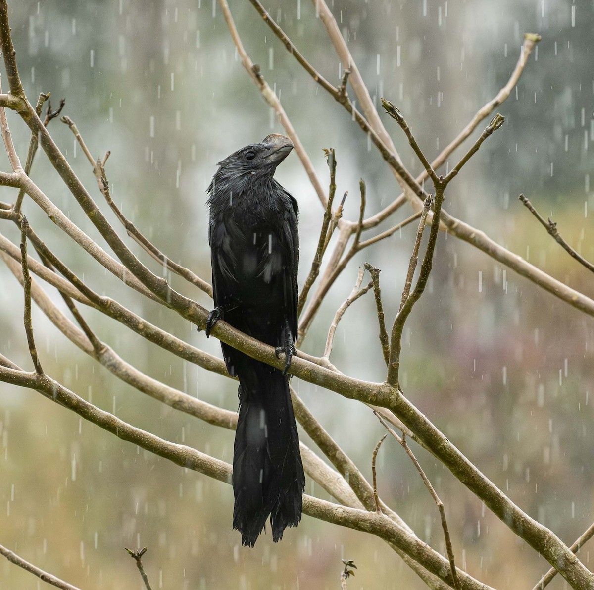 Ані товстодзьобий - ML645571962