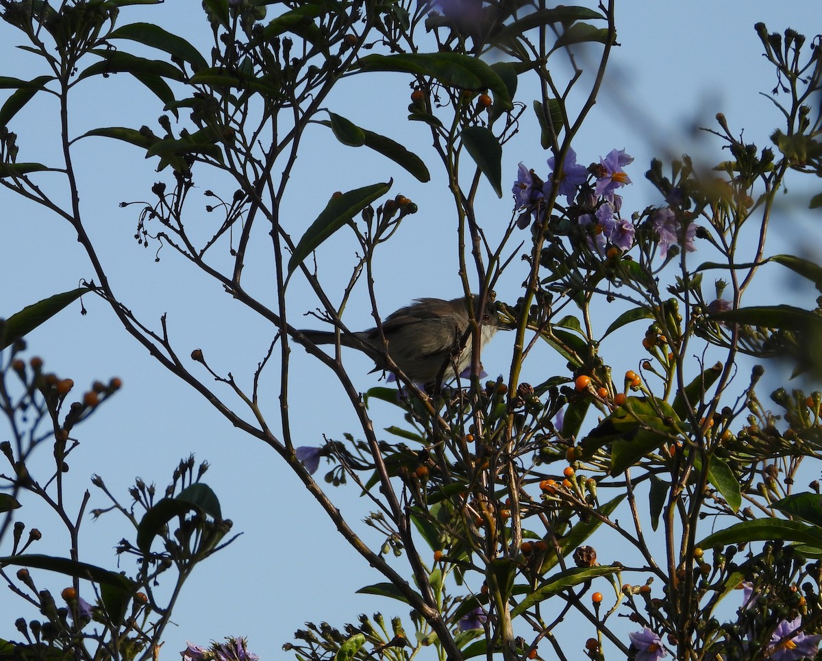 Sardinian Warbler - ML645571964
