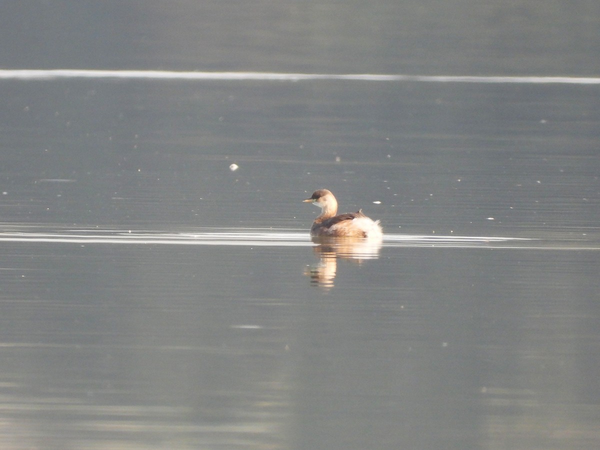 Little Grebe - ML645571967