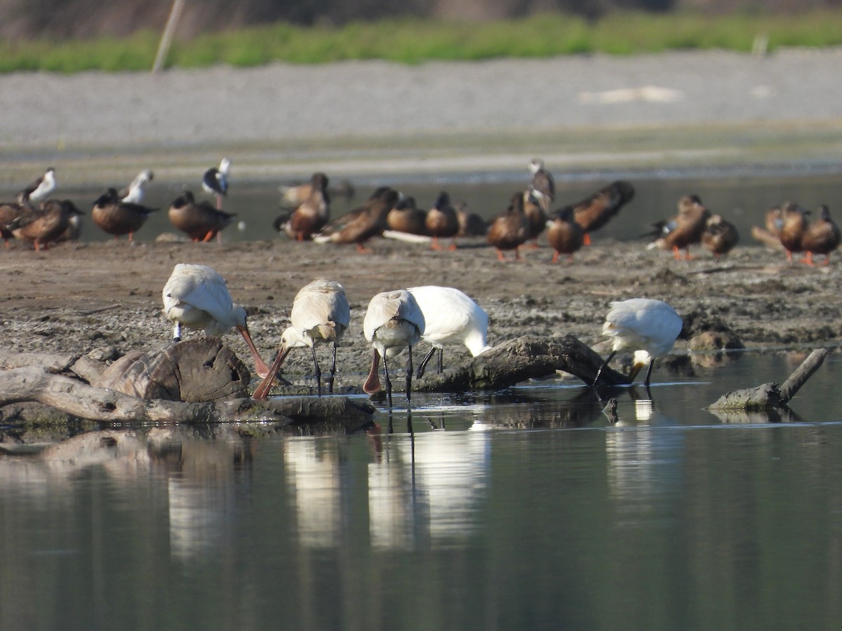 ヘラサギ - ML645571968