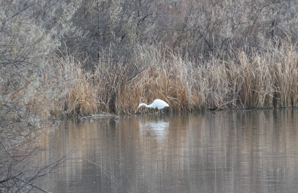 ダイサギ - ML645571969