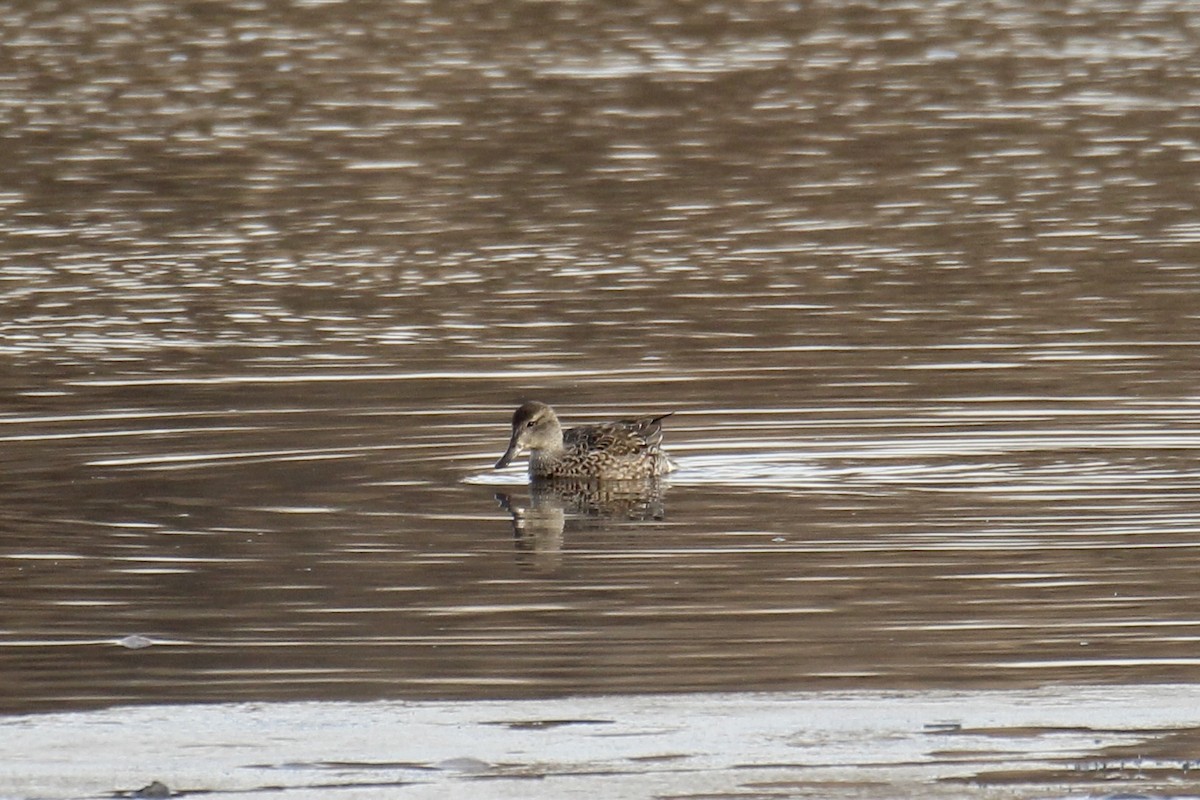 コガモ（亜種 アメリカコガモ） - ML645571972