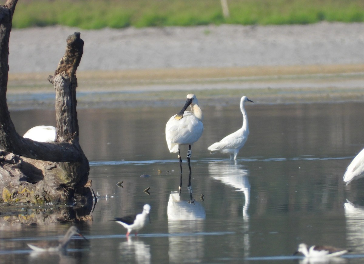 ヘラサギ - ML645571973