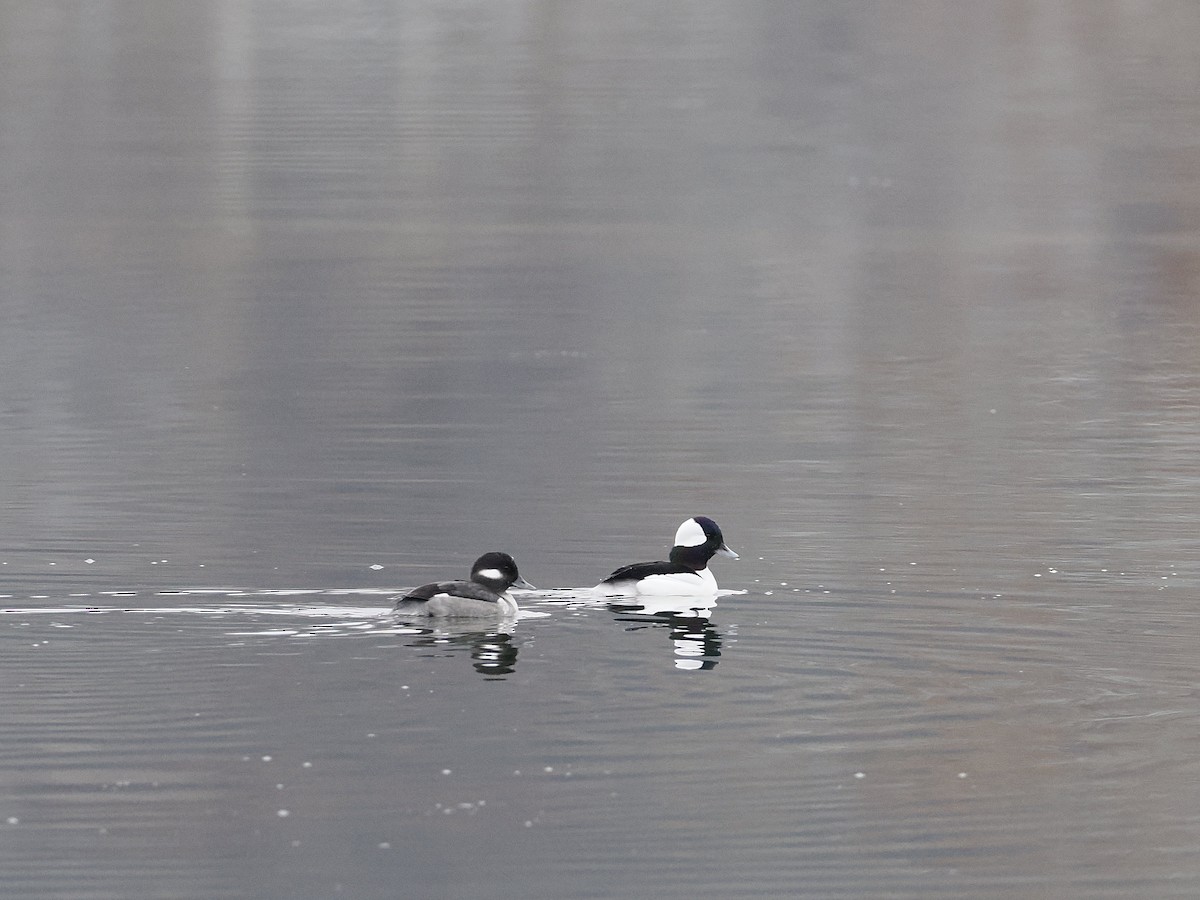 ヒメハジロ - ML645571974