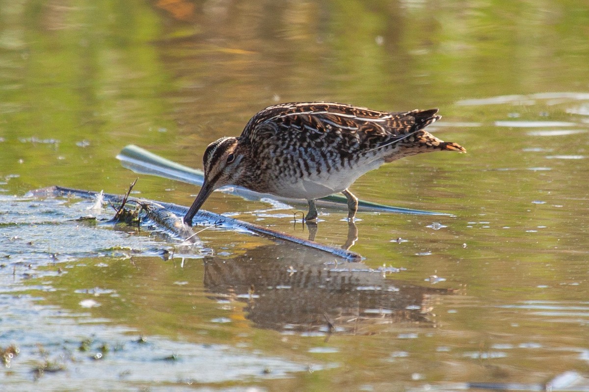 アメリカタシギ - ML645571975