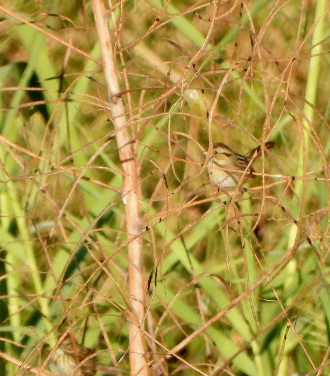 ハシナガヌマミソサザイ - ML645571976