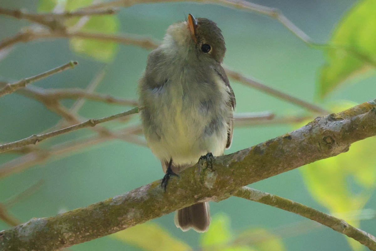 キバラメジロハエトリ - ML645571978