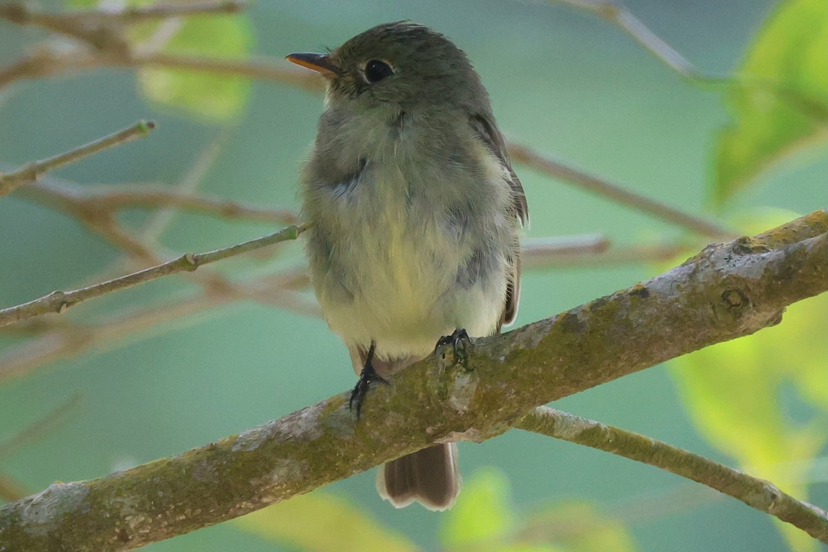 キバラメジロハエトリ - ML645571979