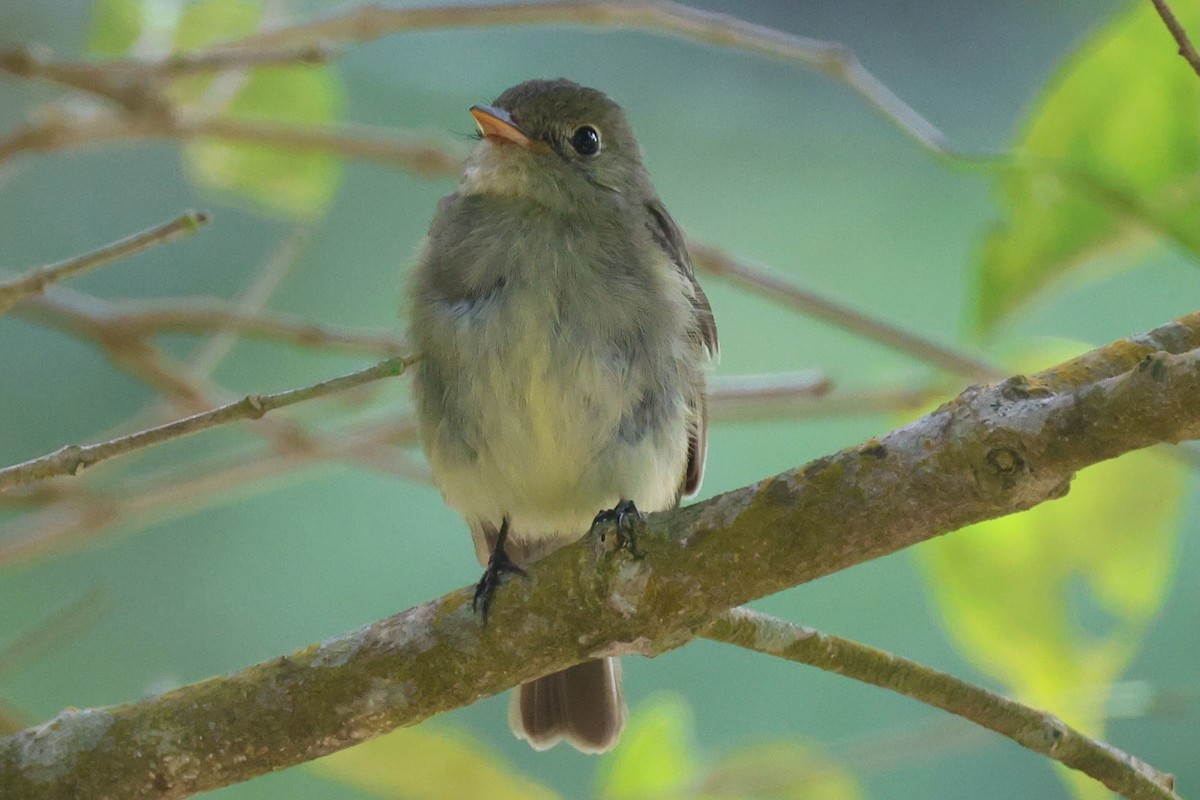 キバラメジロハエトリ - ML645571980