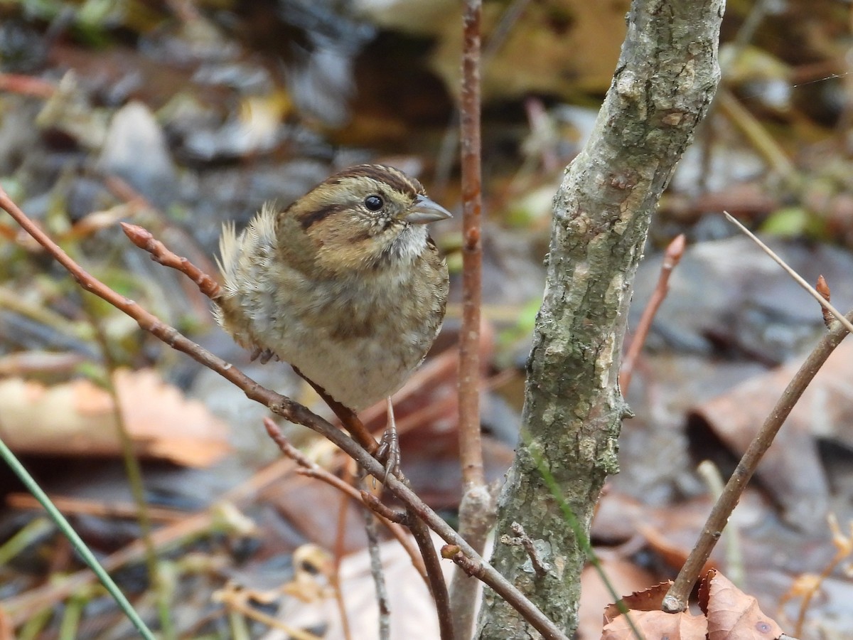 ヌマウタスズメ - ML645571981