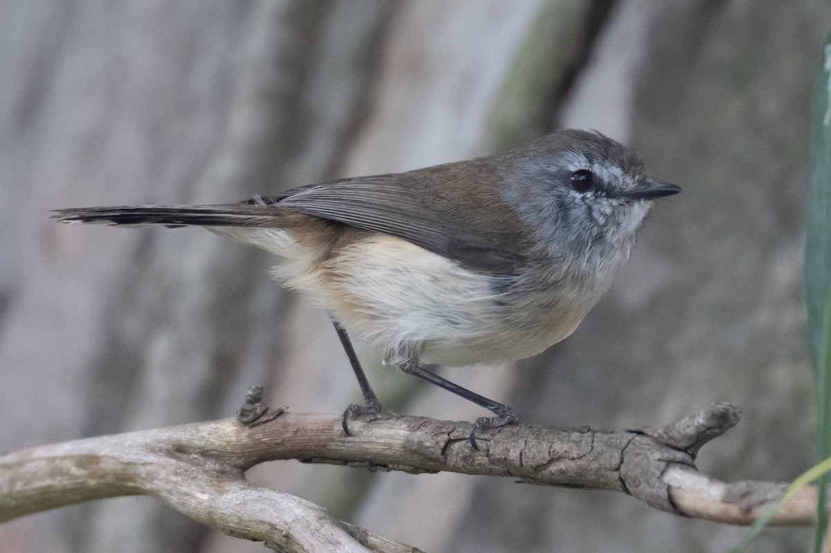 チャイロセンニョムシクイ - ML645571982