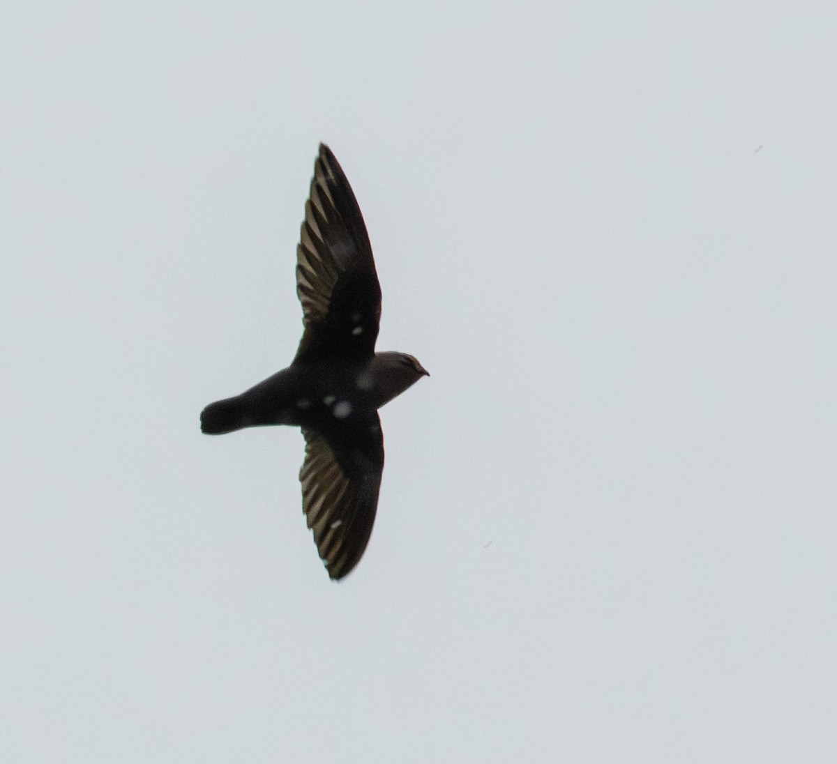 ノドジロタンビハリオアマツバメ - ML645571983