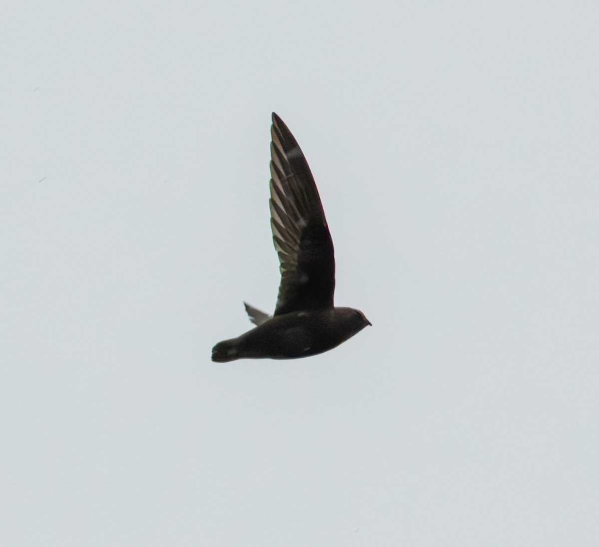 ノドジロタンビハリオアマツバメ - ML645571984