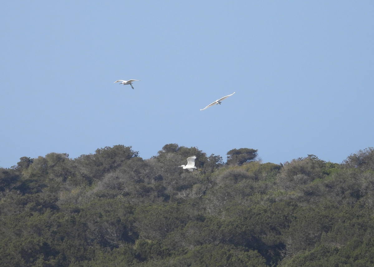 コサギ - ML645571985