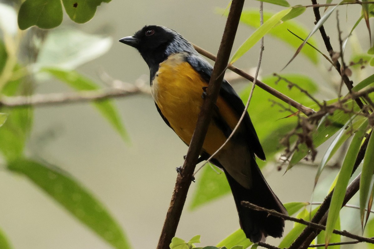 Streak-crowned Mountain Tanager - ML645571986