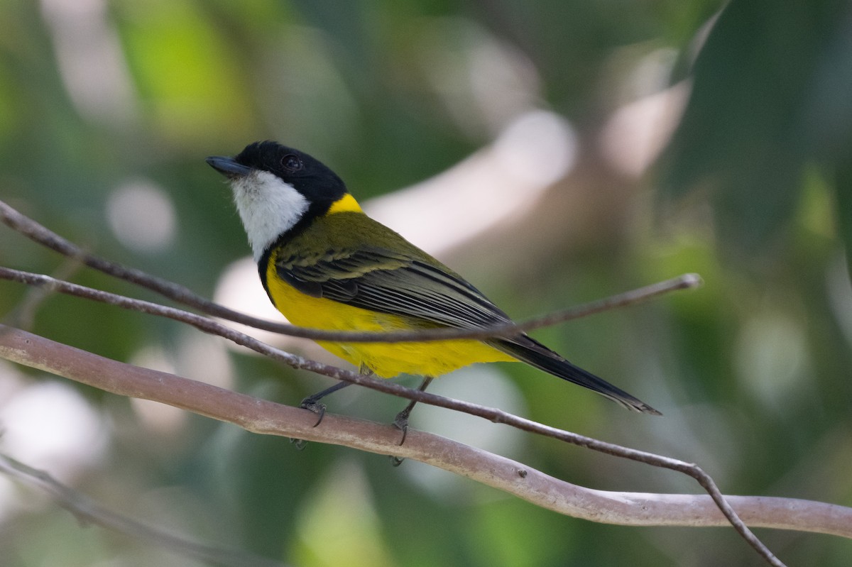 Golden Whistler - ML645571987
