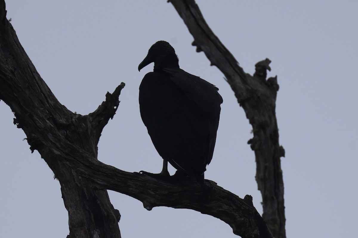 クロコンドル - ML645571988