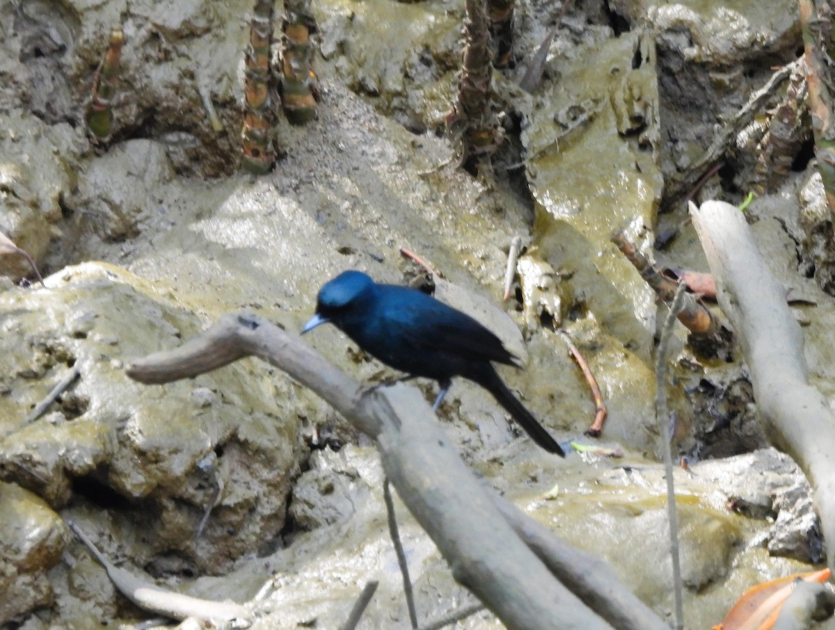 テリヒラハシ - ML645571989