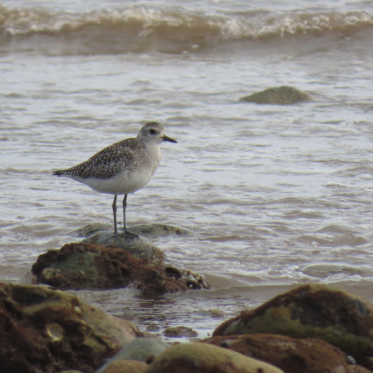 ダイゼン - ML645571992