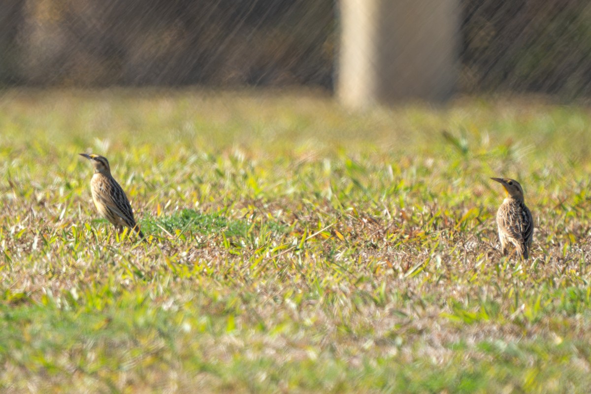 ヒガシマキバドリ - ML645571993