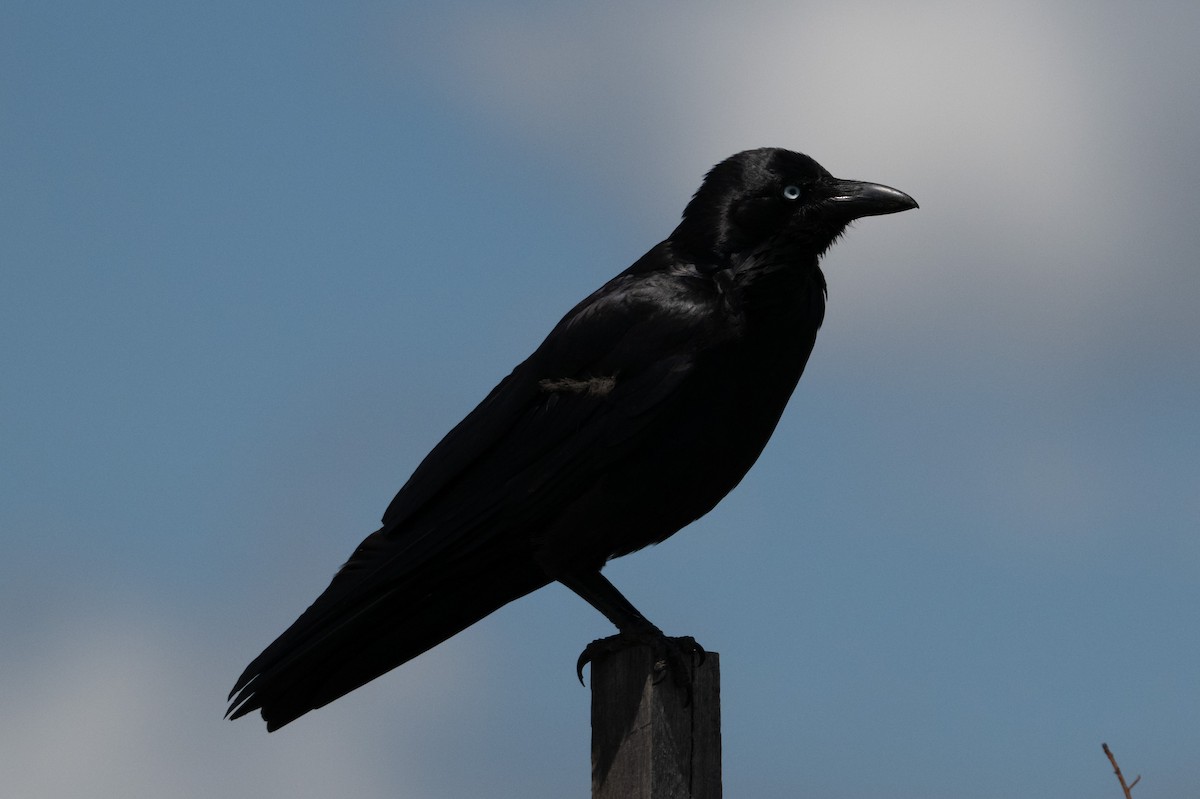 ミナミワタリガラス - ML645571994