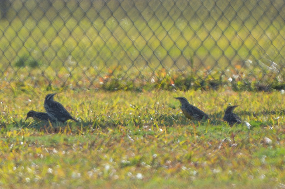 ヒガシマキバドリ - ML645571995