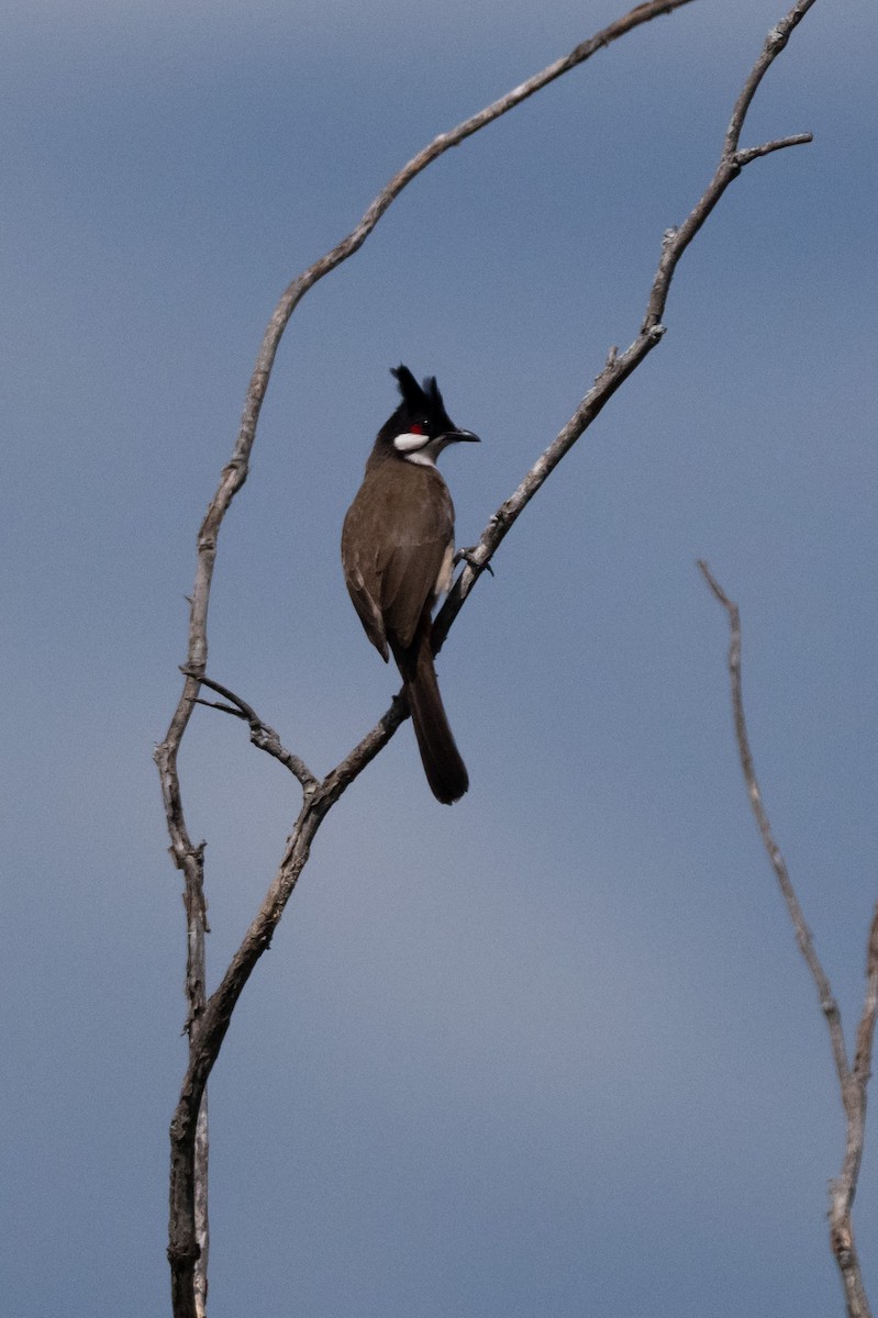 コウラウン - ML645571998