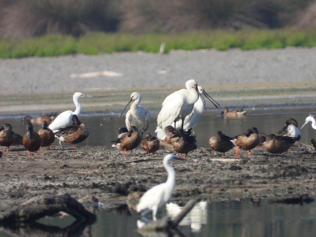 ハシビロガモ - ML645571999