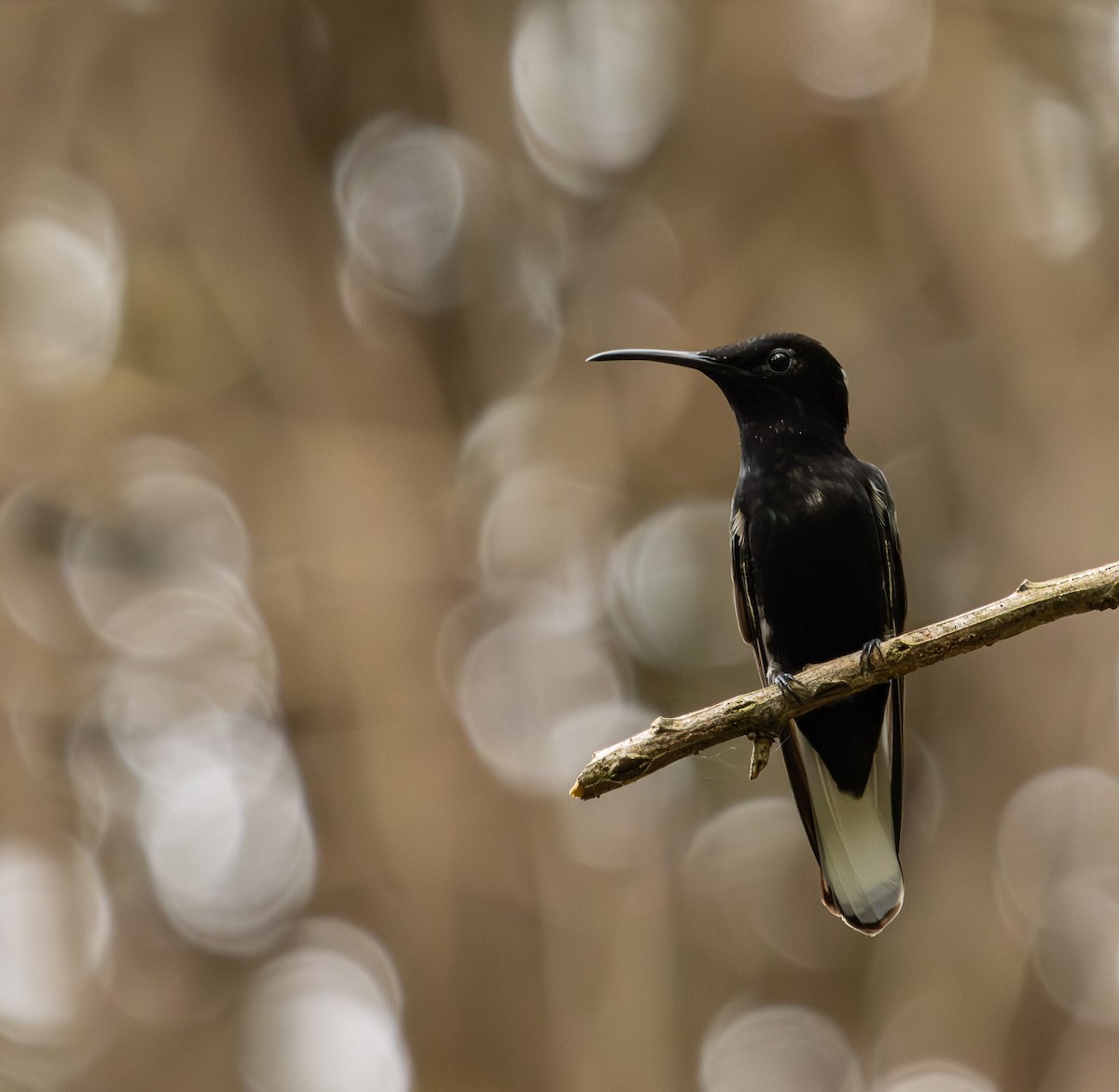 クロハチドリ - ML645572000