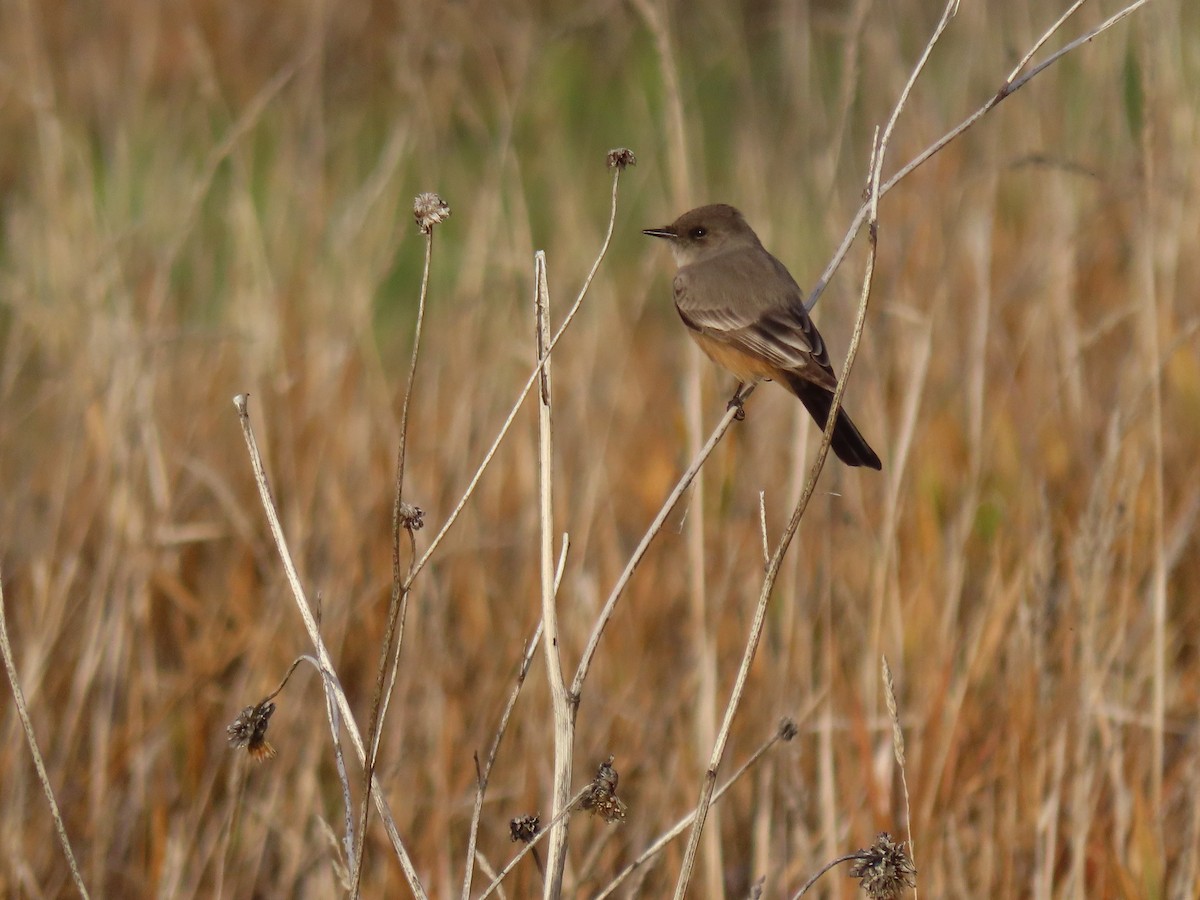 チャイロツキヒメハエトリ - ML645572003