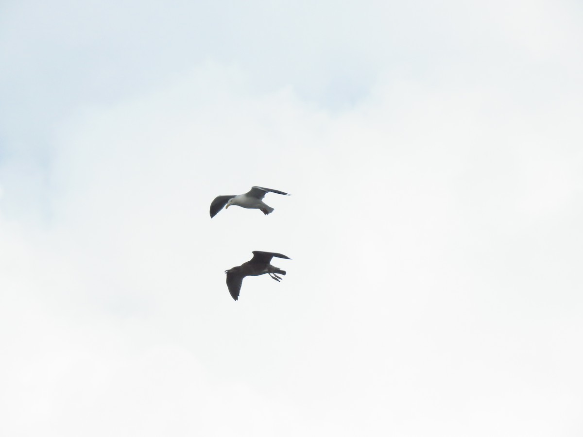 アメリカオオセグロカモメ - ML645572005