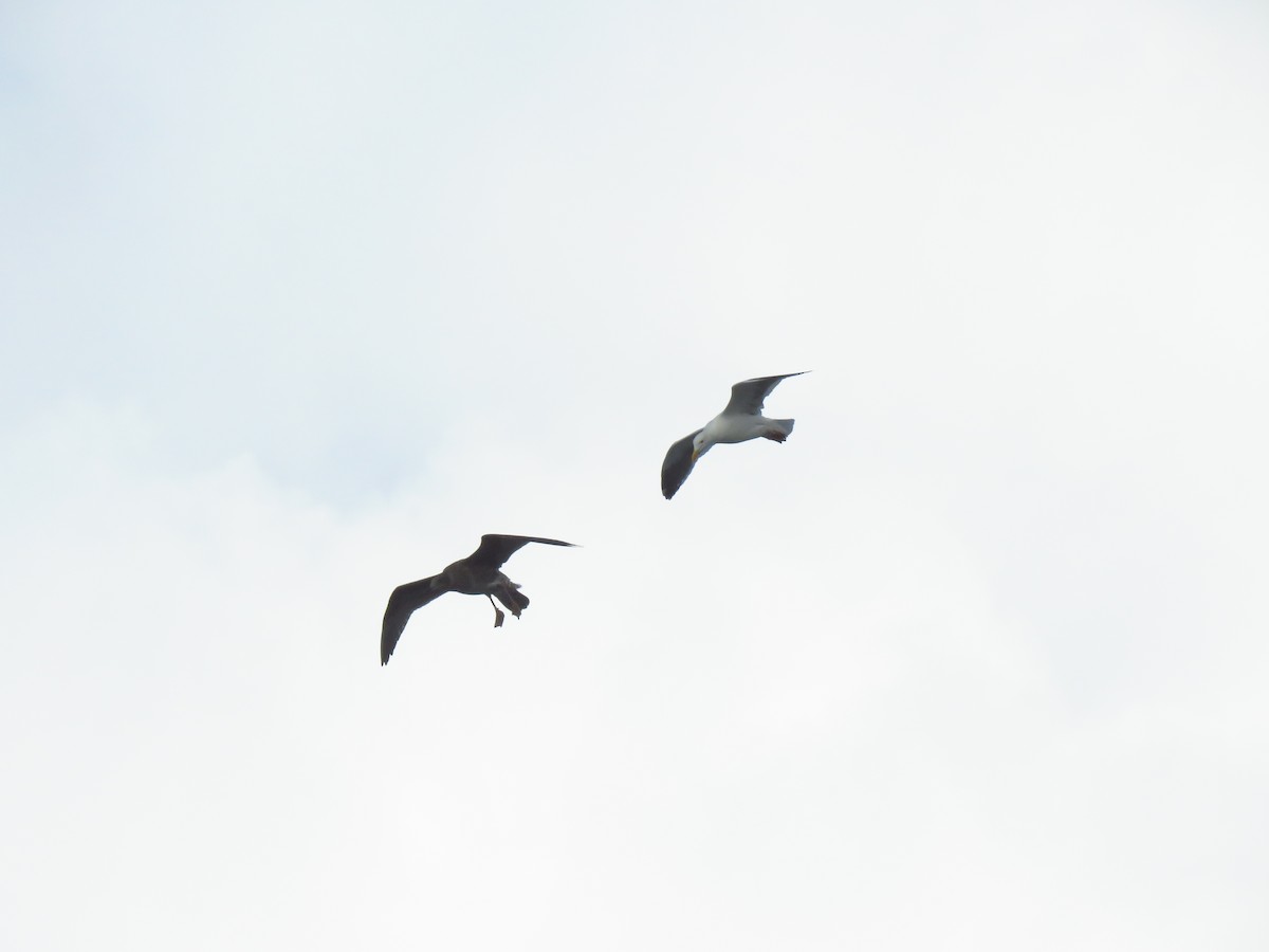 アメリカオオセグロカモメ - ML645572006