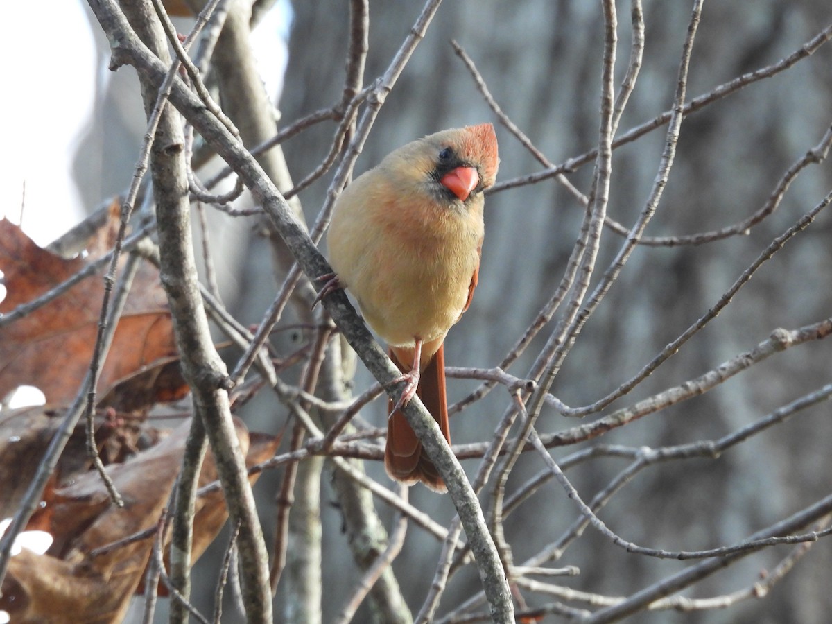 Kardinal arrunta - ML645572007