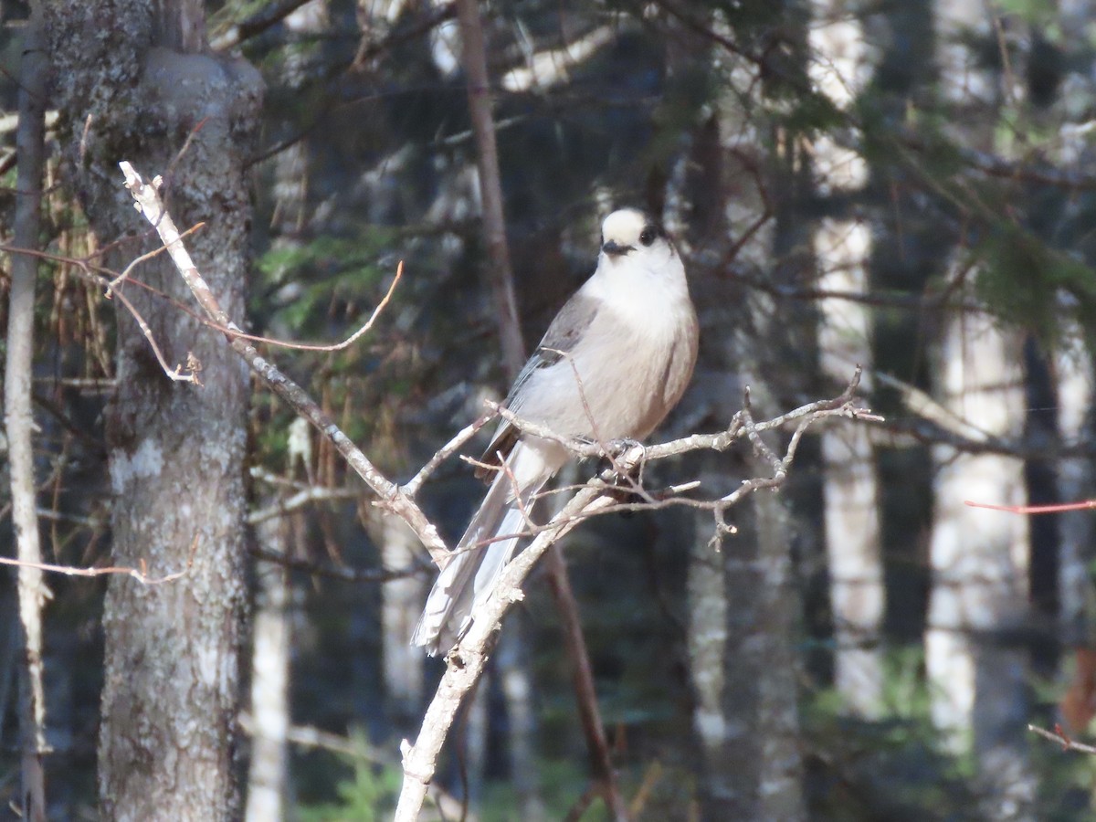 Canada Jay - ML645572019