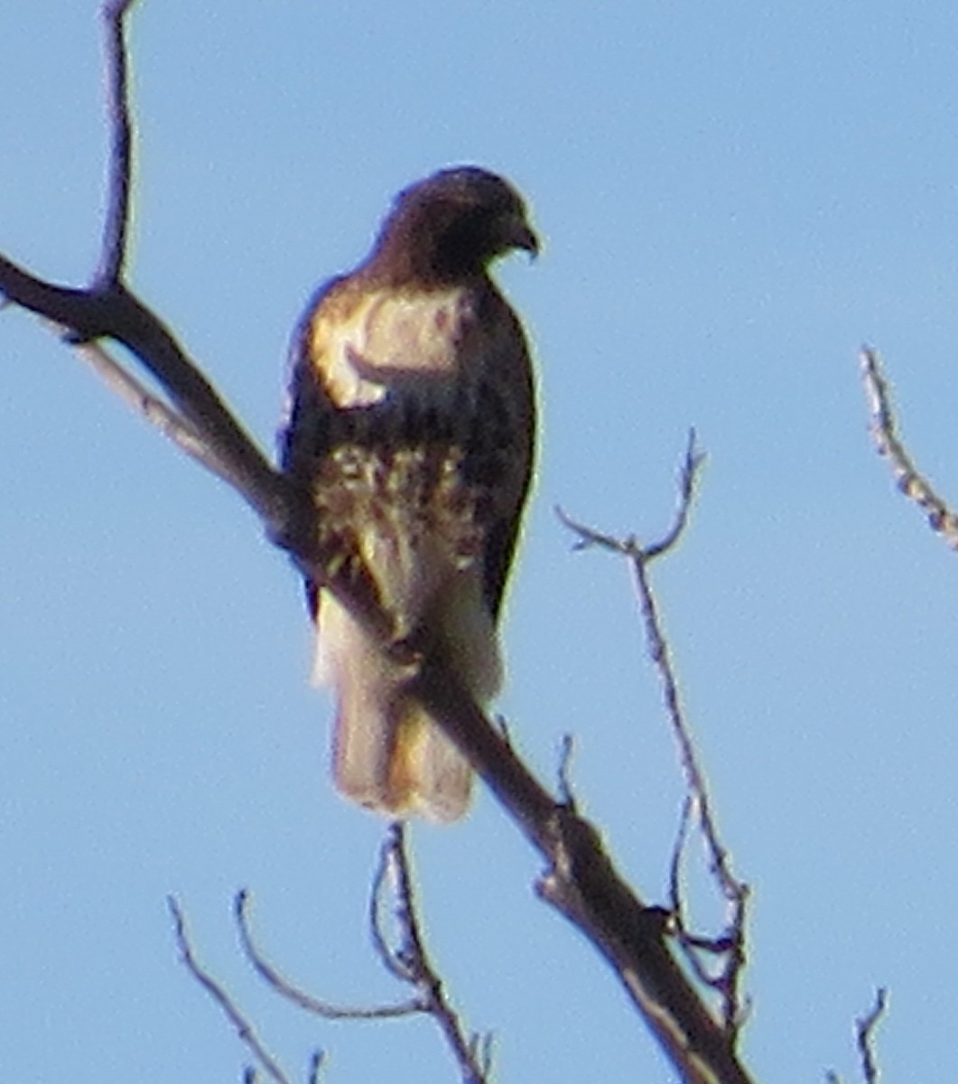 káně rudochvostá - ML645572021