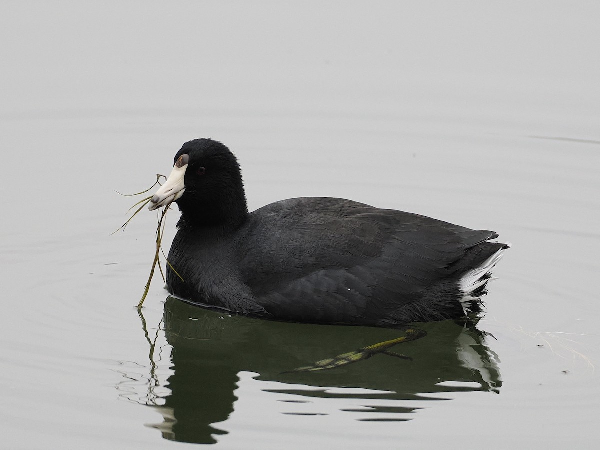 Focha Americana - ML645572028