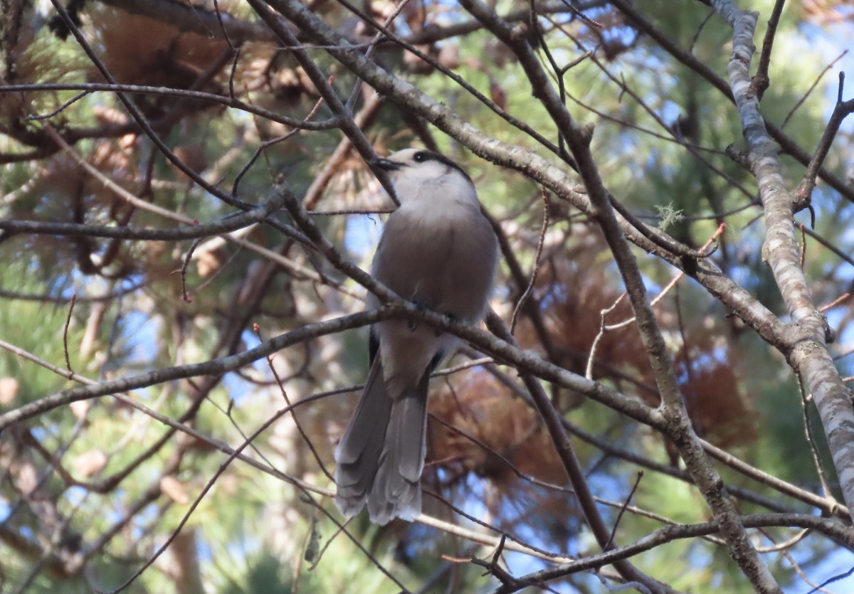 Canada Jay - ML645572031