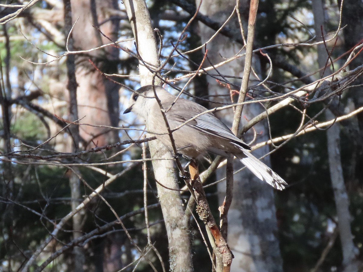 Canada Jay - ML645572032