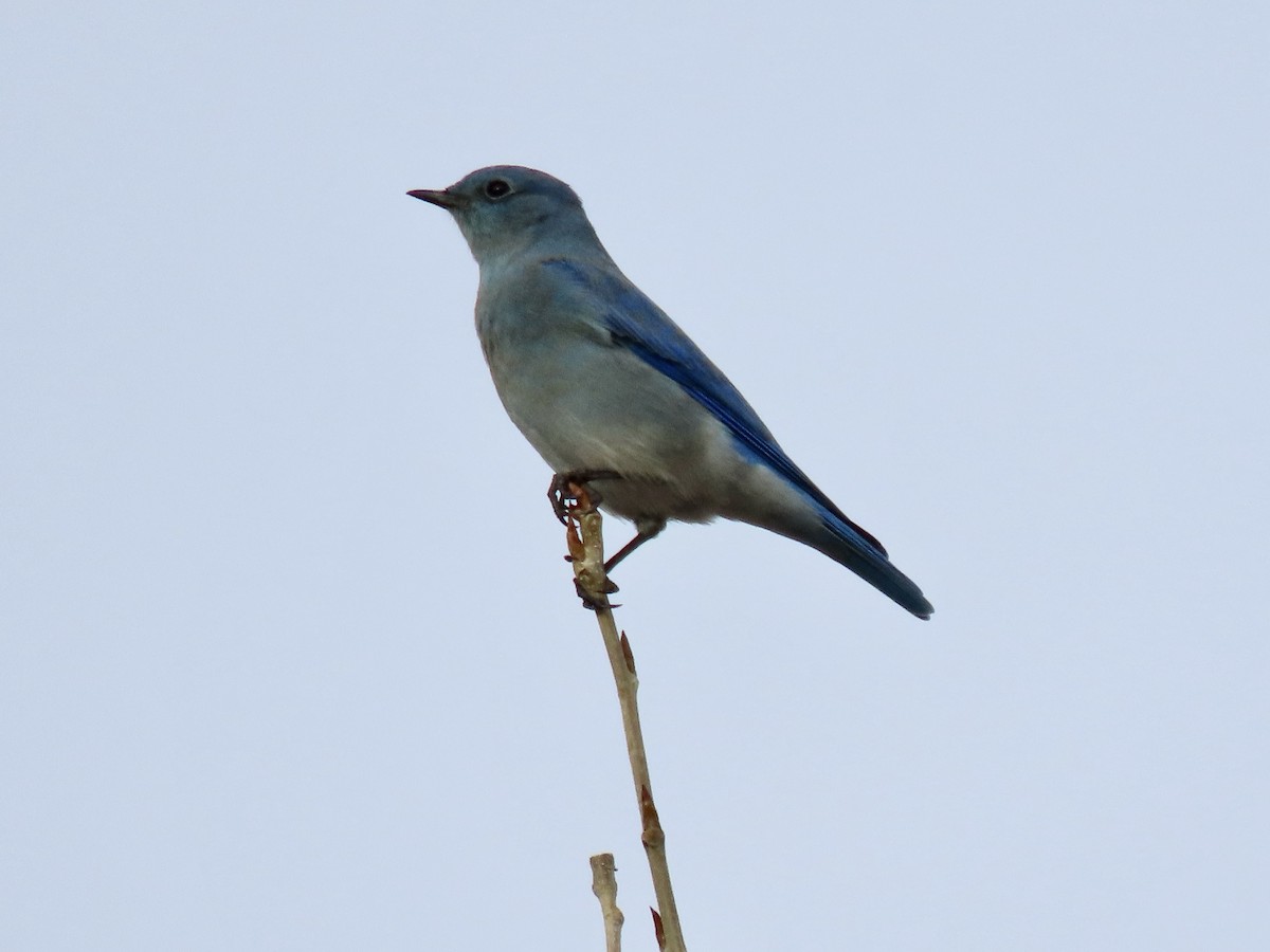 Mountain Bluebird - ML645572038