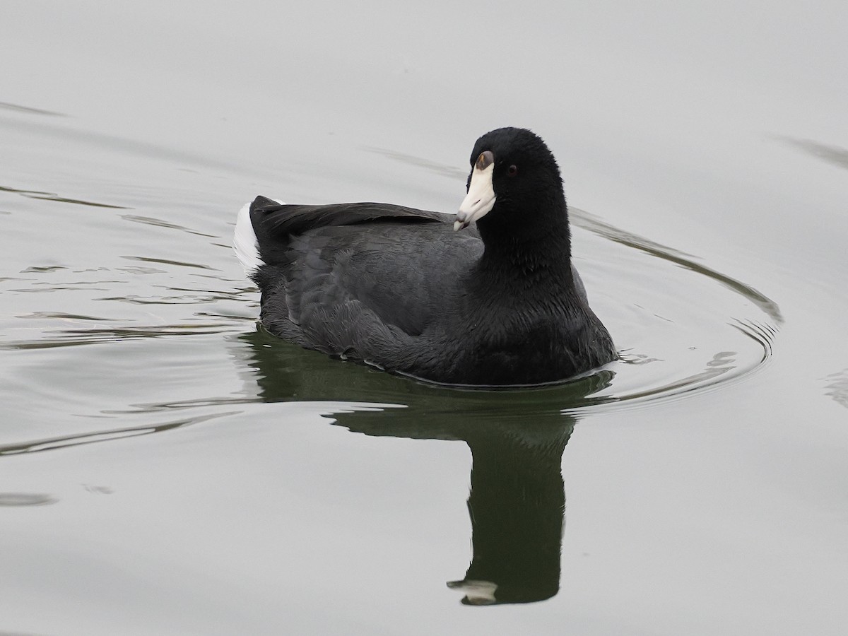 Focha Americana - ML645572045