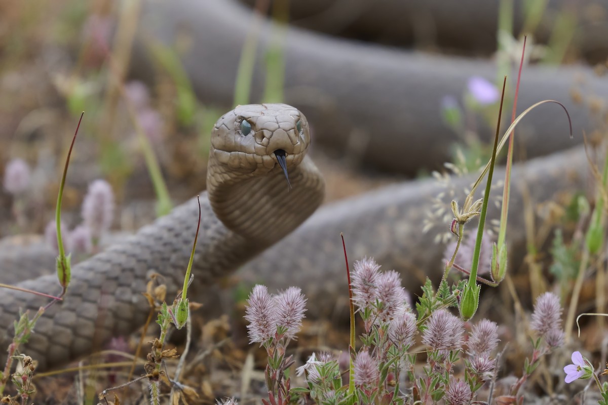 Eastern Brown Snake - ML645572046