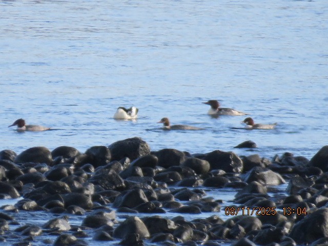Common Merganser (North American) - ML645572047