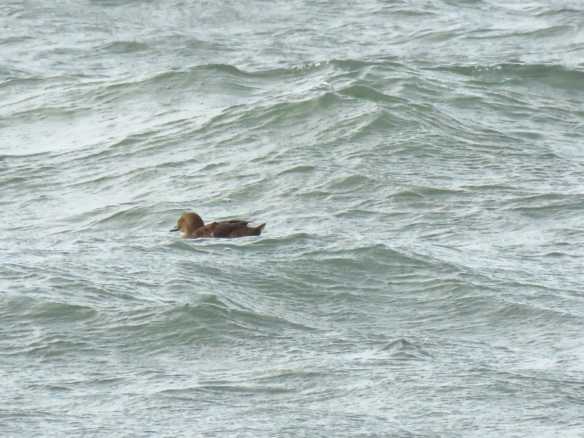 Éider Real - ML645572062