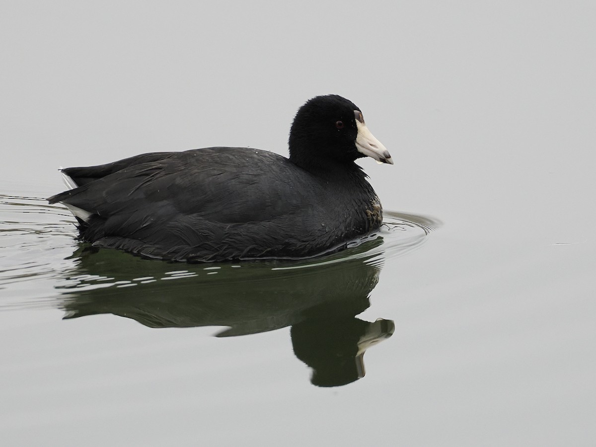 Focha Americana - ML645572066